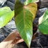 Kép 6/15 - Philodendron 'Strawberry Shake'