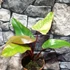 Kép 7/15 - Philodendron 'Strawberry Shake'