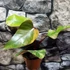 Kép 8/15 - Philodendron 'Strawberry Shake'