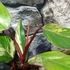 Kép 9/15 - Philodendron 'Strawberry Shake'