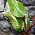 Kép 10/15 - Philodendron 'Strawberry Shake'