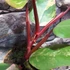 Kép 11/15 - Philodendron 'Strawberry Shake'