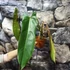 Kép 2/6 - Philodendron spiritus-sancti