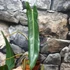 Kép 3/6 - Philodendron spiritus-sancti