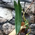 Kép 4/6 - Philodendron spiritus-sancti