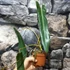 Kép 5/6 - Philodendron spiritus-sancti