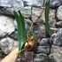Kép 6/6 - Philodendron spiritus-sancti