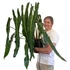 Kép 1/6 - Philodendron spiritus-sancti
