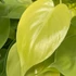 Kép 1/6 - Philodendron hederaceum 'Lemon Lime'