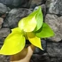 Kép 2/6 - Philodendron hederaceum 'Lemon Lime'