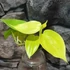 Kép 4/6 - Philodendron hederaceum 'Lemon Lime'