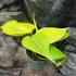 Kép 5/6 - Philodendron hederaceum 'Lemon Lime'