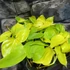 Kép 6/6 - Philodendron hederaceum 'Lemon Lime'