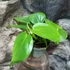 Kép 3/8 - Philodendron scandens