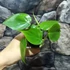 Kép 2/8 - Philodendron scandens