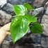 Kép 4/8 - Philodendron scandens