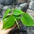 Kép 5/8 - Philodendron scandens