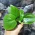 Kép 6/8 - Philodendron scandens