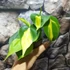 Kép 2/6 - Philodendron scandens Brasil