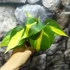 Kép 4/6 - Philodendron scandens Brasil