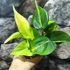 Kép 5/6 - Philodendron scandens Brasil