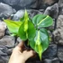Kép 6/6 - Philodendron scandens Brasil