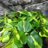 Kép 3/6 - Philodendron scandens Brasil