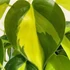 Kép 1/6 - Philodendron scandens Brasil