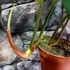 Kép 3/4 - Philodendron gloriosum