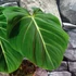 Kép 4/4 - Philodendron gloriosum
