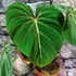 Kép 2/4 - Philodendron gloriosum