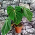 Kép 1/4 - Philodendron gloriosum