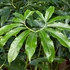 Kép 1/13 - Philodendron Fun bun