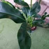 Kép 4/13 - Philodendron Fun bun