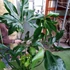 Kép 2/13 - Philodendron Fun bun