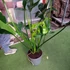 Kép 11/13 - Philodendron Fun bun