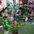 Kép 6/13 - Philodendron Fun bun