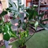 Kép 12/13 - Philodendron Fun bun