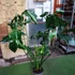 Kép 13/13 - Philodendron Fun bun