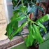 Kép 3/13 - Philodendron Fun bun