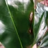 Kép 5/13 - Philodendron Fun bun