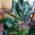 Kép 7/13 - Philodendron Fun bun