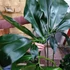 Kép 8/13 - Philodendron Fun bun
