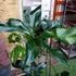 Kép 9/13 - Philodendron Fun bun