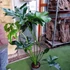 Kép 10/13 - Philodendron Fun bun