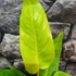 Kép 3/6 - Philodendron Painted Lady