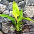 Kép 4/6 - Philodendron Painted Lady