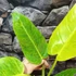 Kép 5/6 - Philodendron Painted Lady