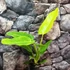 Kép 1/6 - Philodendron Painted Lady