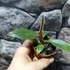 Kép 2/5 - Philodendron 'Pink Princess'